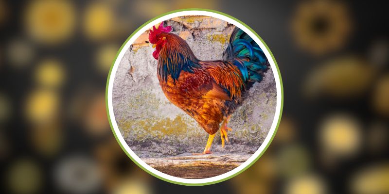 SV388 - Tiêu Chí Nhận Biết Gà Chọi Chất Lượng Khi Đặt Cược 2 SV388 - Tiêu Chí Nhận Biết Gà Chọi Chất Lượng Khi Đặt Cược